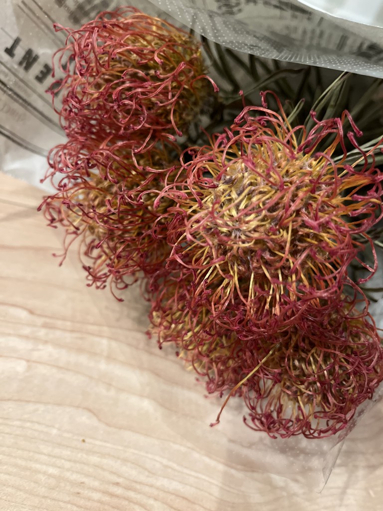 ドライ】ピンクッション サクセッション【赤/50cm】｜Flower Smith