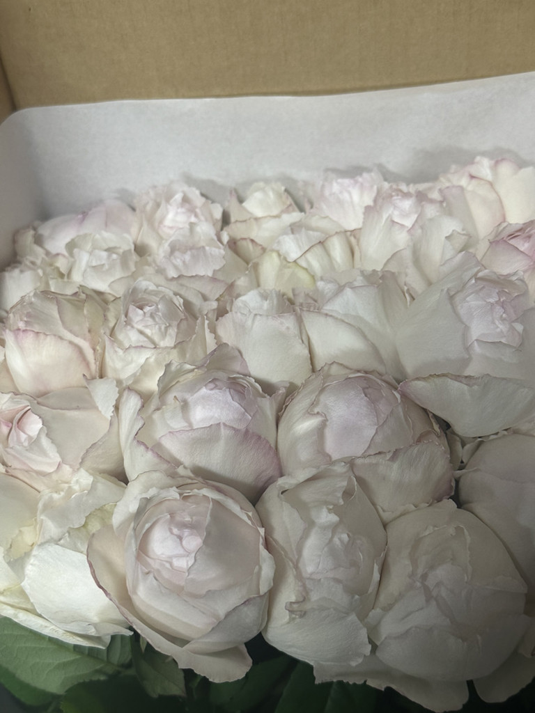 生花】バラ ココット【薄ピンク/40～50cm/群馬県】｜Flower Smith