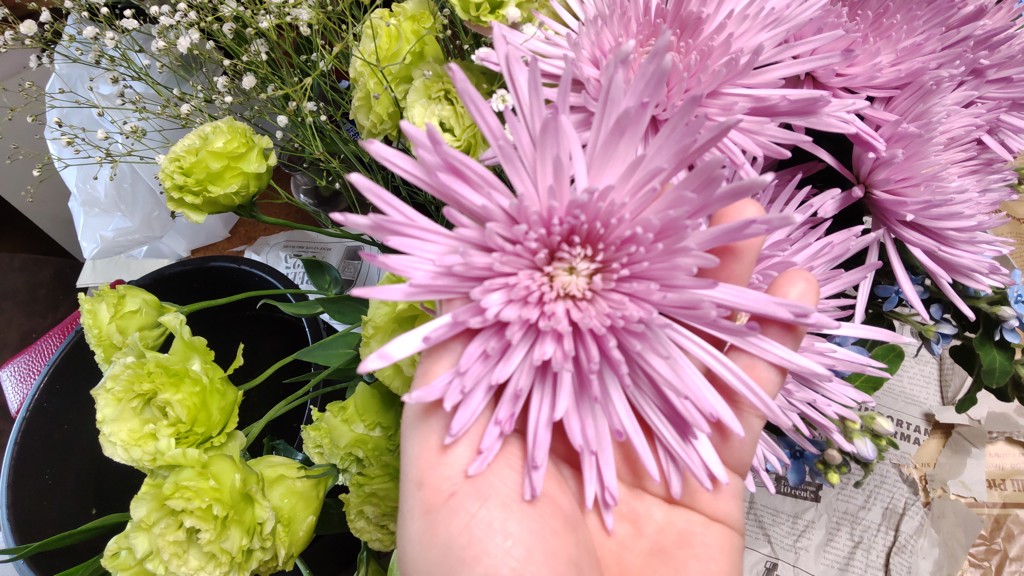生花】菊(ディスバッドマム) アナスタシアライトピンク【60cm
