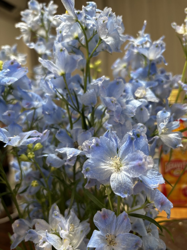 生花】スプレーデルフィニウム(水色) 品種おまかせ【70cm/愛知県