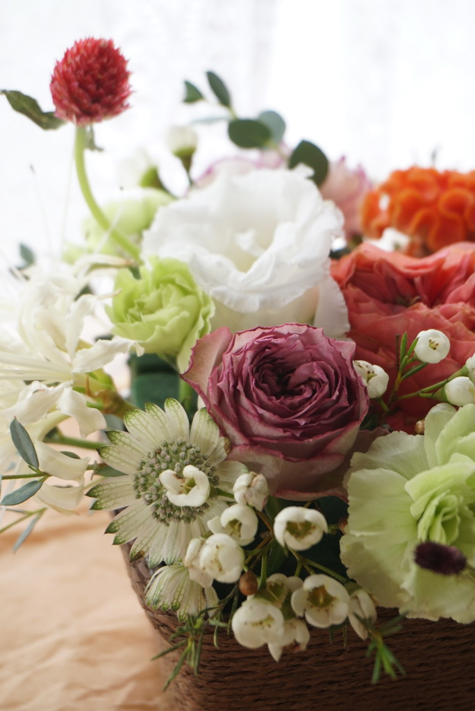 生花】バラ(ロゼット咲き)オレンジ 品種おまかせ【50cm/山形県