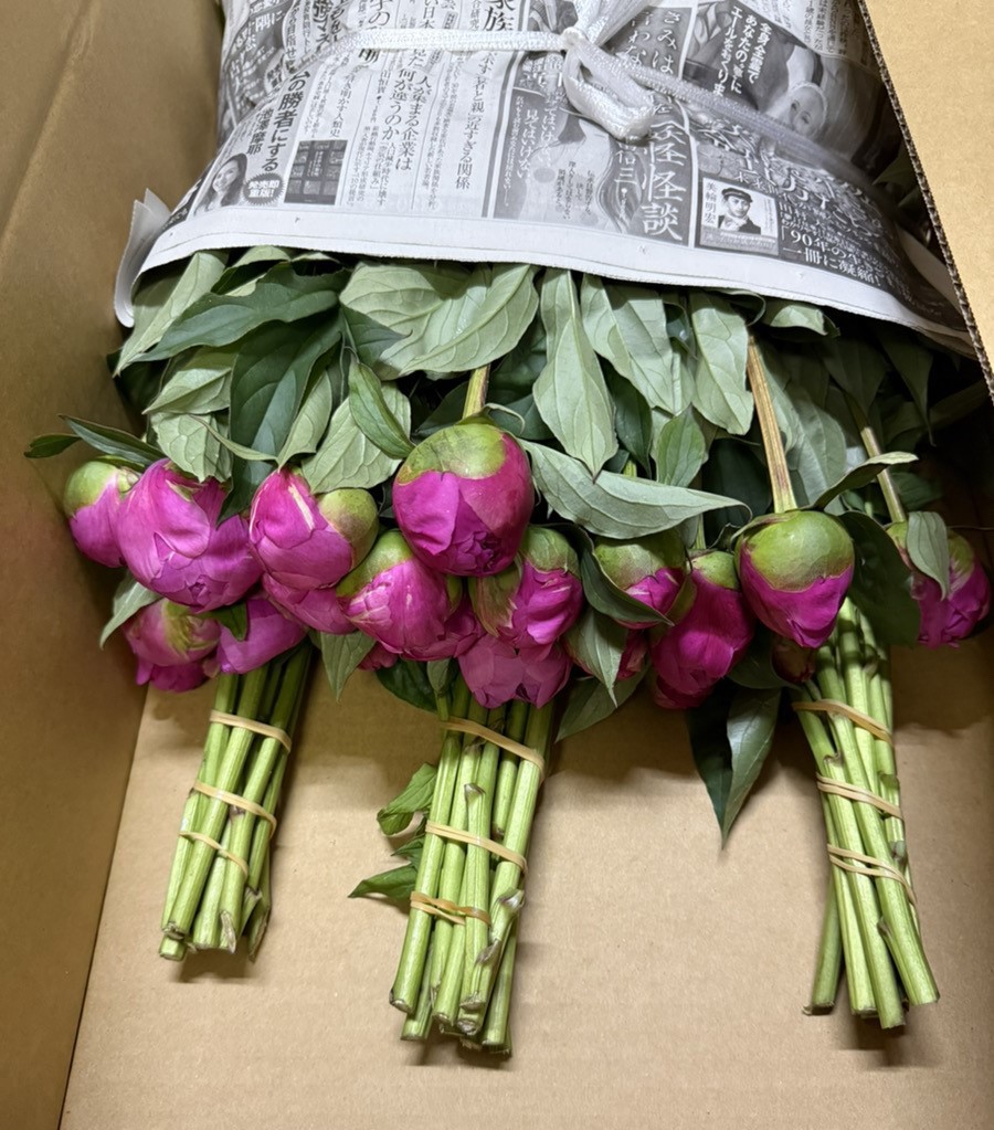 生花】芍薬 華燭の典【濃ピンク/70-80cm/和歌山県】｜Flower Smith
