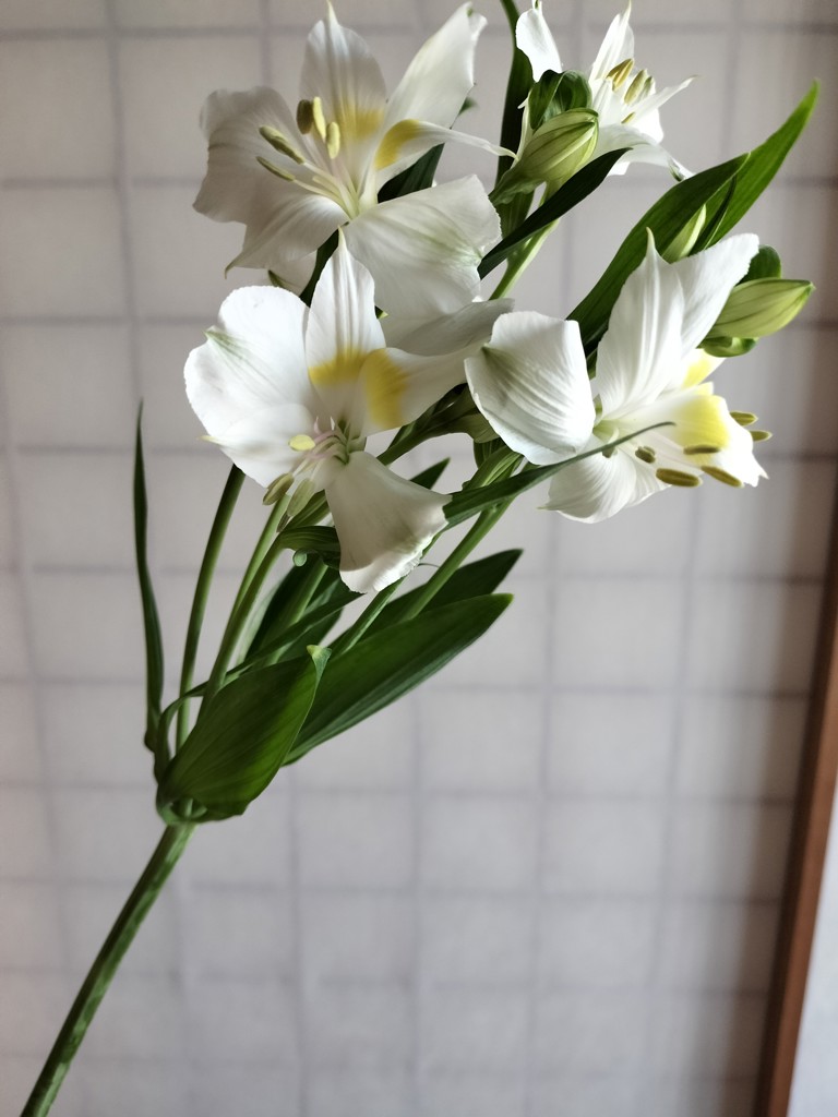生花】アルストロメリア(白) 品種おまかせ【60cm/愛知県】｜Flower