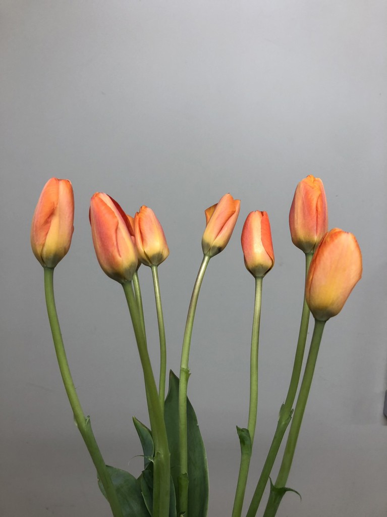 生花】チューリップ(オレンジ) 品種おまかせ【40cm/新潟県