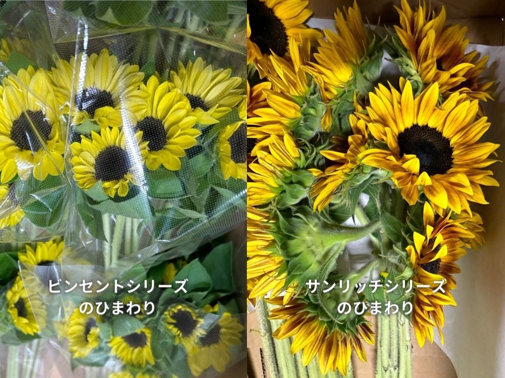 生花】ひまわり(黄) 品種おまかせ【60cm/千葉県】|Flower Smith 生花】ひまわり(黄) 品種おまかせ【60cm/千葉県】|Flower Smith