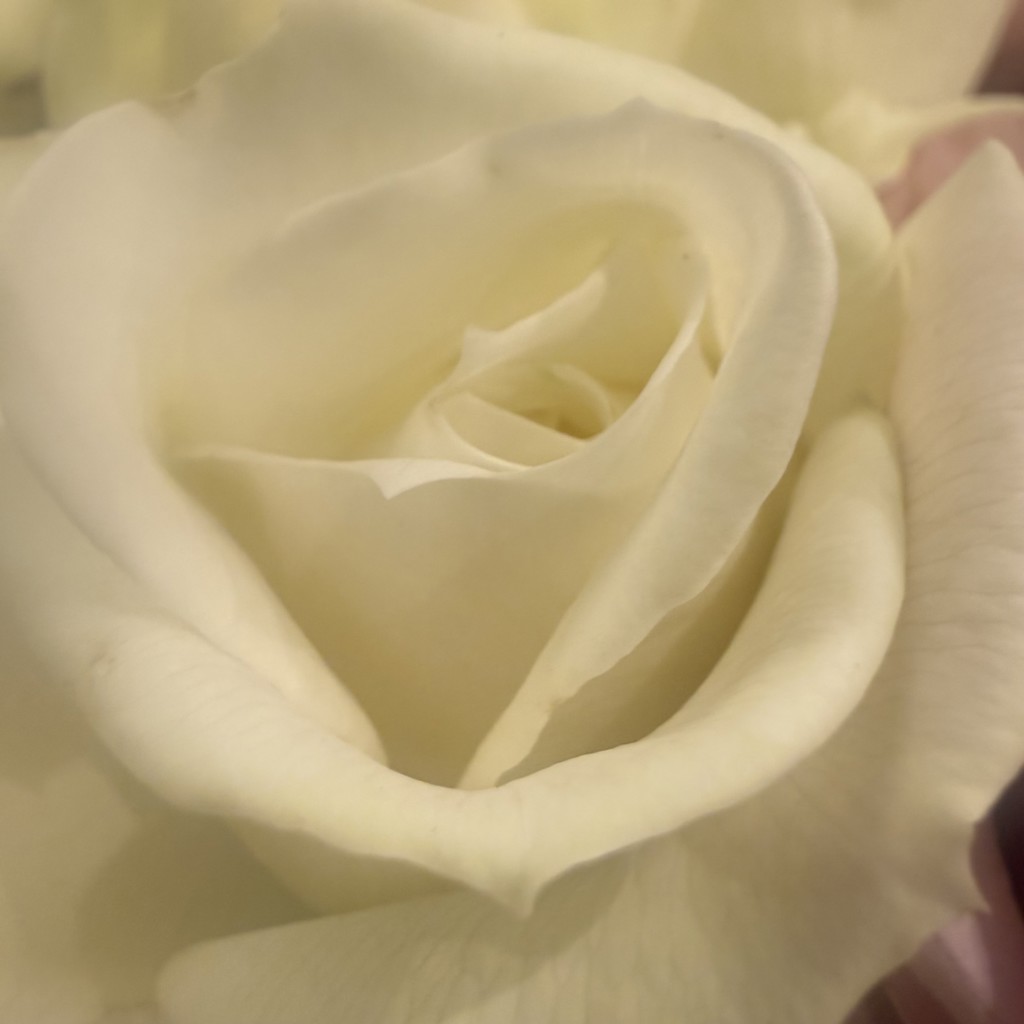 生花】バラ(ロゼット咲き)白 品種おまかせ【50cm/静岡県】｜Flower