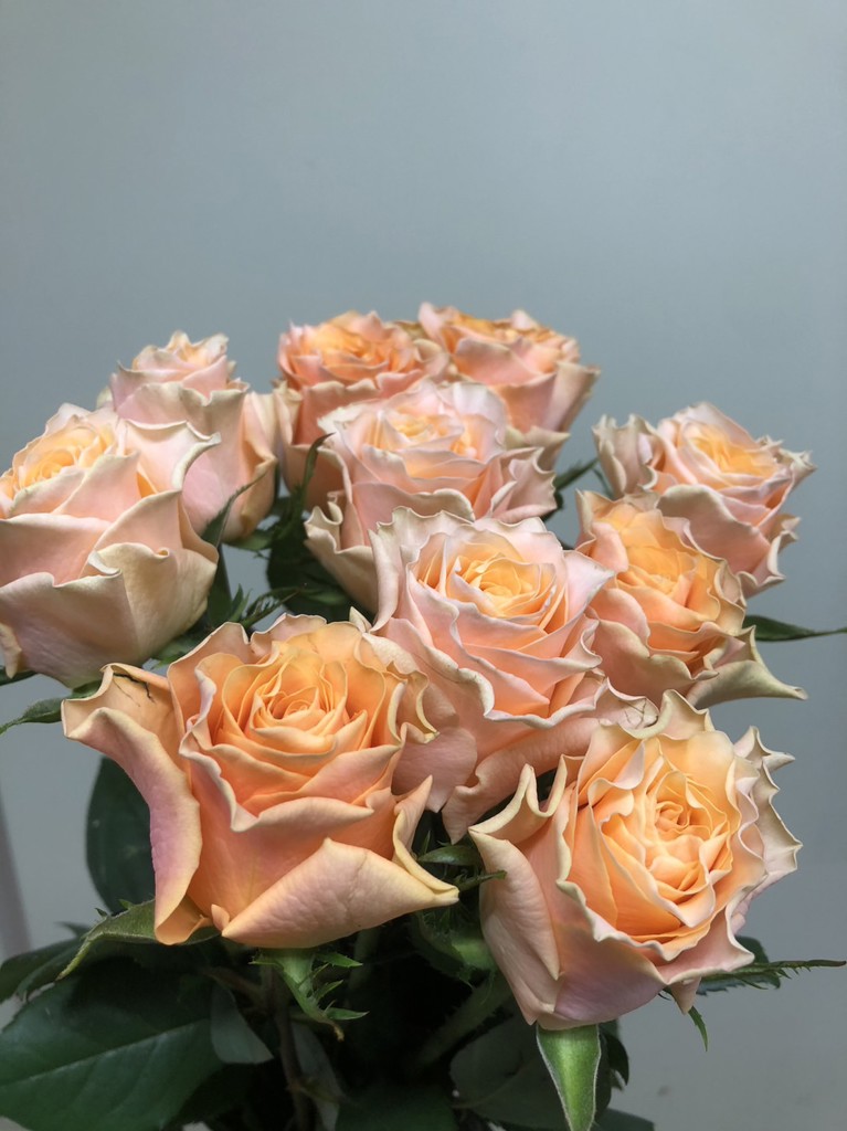 生花】バラ カルピディーム＋【アプリコット/60cm/愛知県】｜Flower
