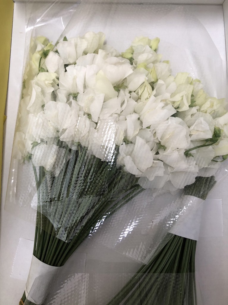 生花】スイートピー(白) 品種おまかせ【50cm/愛知県】|Flower Smith 生花】スイートピー(白) 品種おまかせ【50cm/愛知県】|Flower Smith