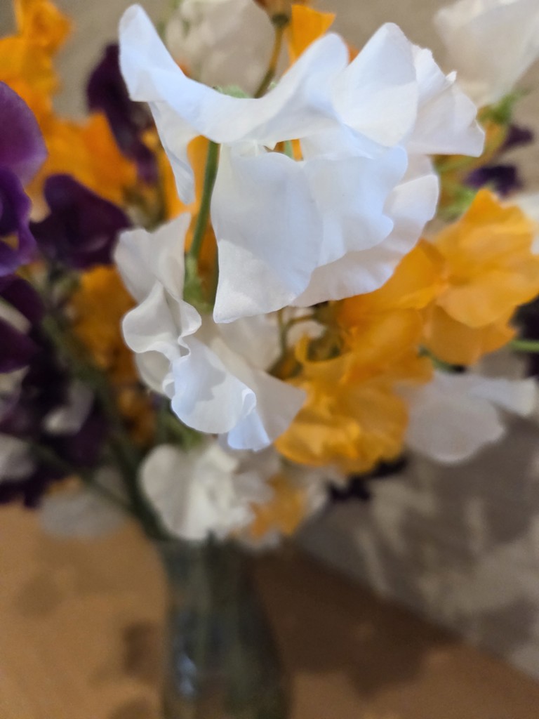 生花】スイートピー(白) 品種おまかせ【50cm/愛知県】｜Flower Smith