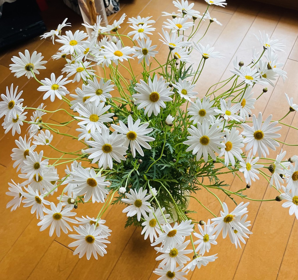 ＊マーマレード＊ 約55cm 絞り 斑 しぼり 切花 接木 バラ バラ苗 斑入りスキミア マジックマルロー 5寸ポット | 橋本種苗園