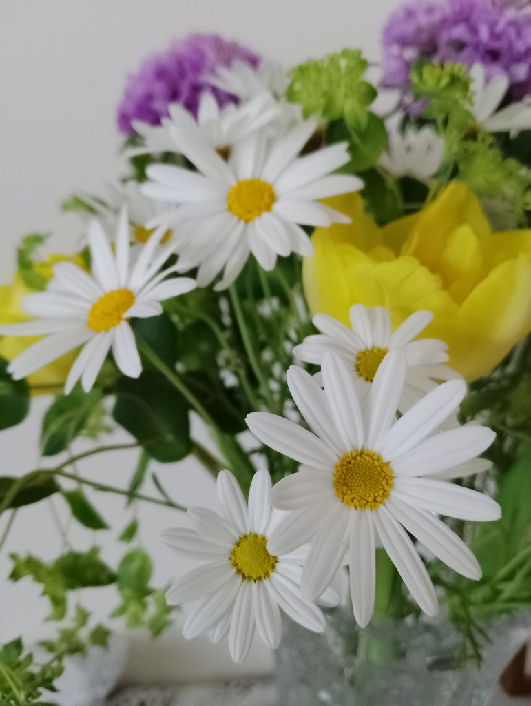 生花】マーガレット 在来マグ【白/60cm/香川県】｜Flower Smith Market