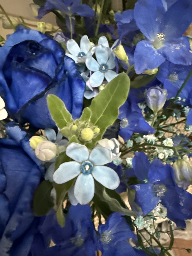 生花】ブルースター ピュアブルー【水色/60cm/北海道】｜Flower Smith