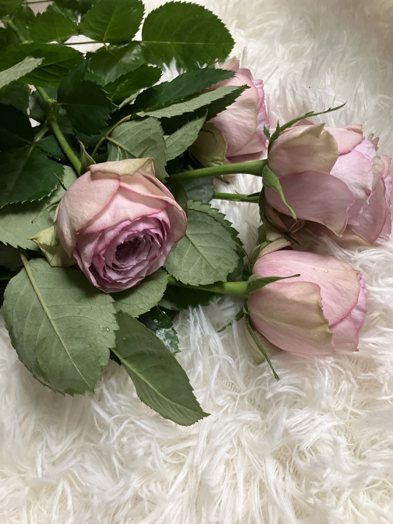 生花】バラ ライラッククラシック【薄紫/60cm/山形県】|Flower 生花】バラ ライラッククラシック【薄紫/60cm/山形県】|Flower