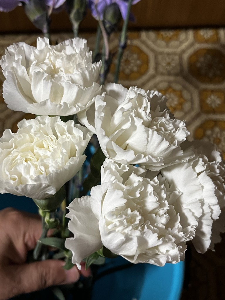 生花】カーネーション ムーンライト【白/60cm/愛知県】｜Flower Smith
