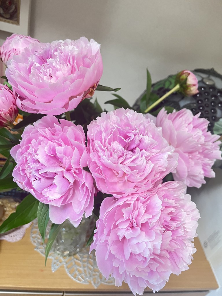 生花】芍薬(ピンク) 品種おまかせ【70-80cm/長野県】｜Flower Smith