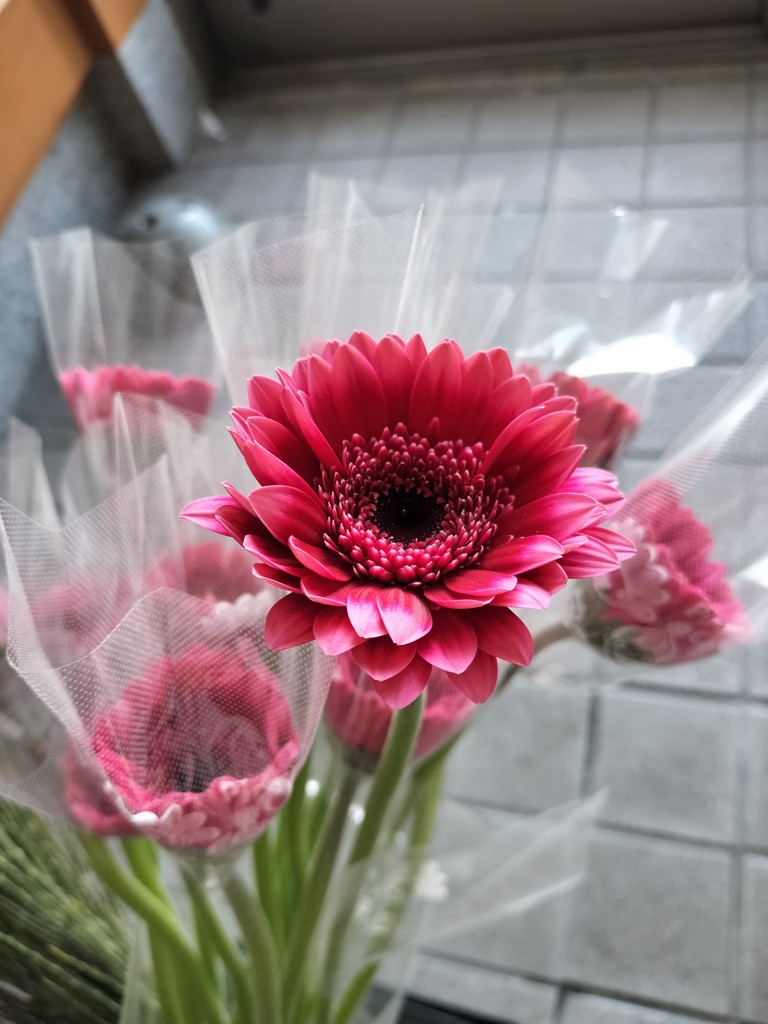 生花】ガーベラ レンブラント【濃ピンク/60cm/静岡県】｜Flower Smith