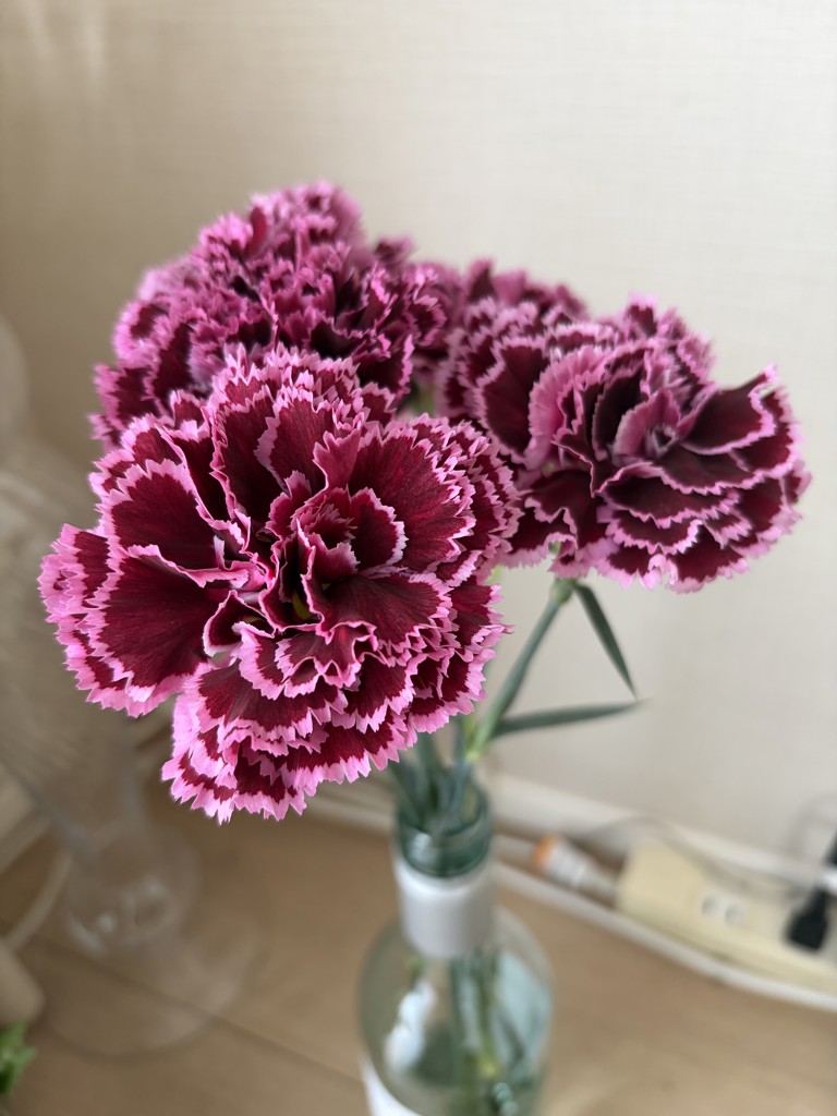 生花】カーネーション ノビオバーガンディ【白紫/60cm/コロンビア