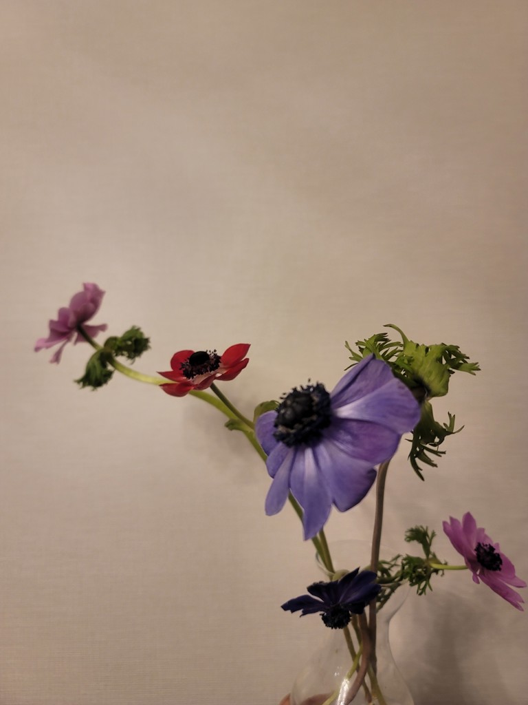 生花】アネモネ デカン【ミックス/40cm/福岡県】｜Flower Smith