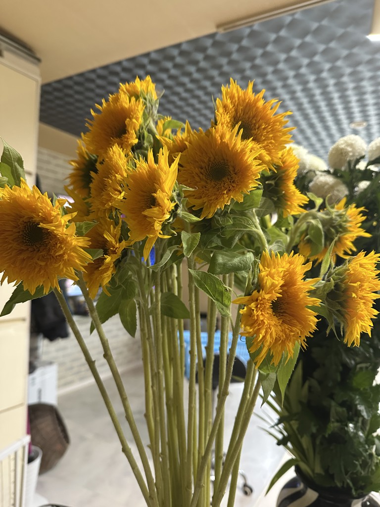 生花】ひまわり(八重咲き)オレンジ 品種おまかせ【60cm/愛知県
