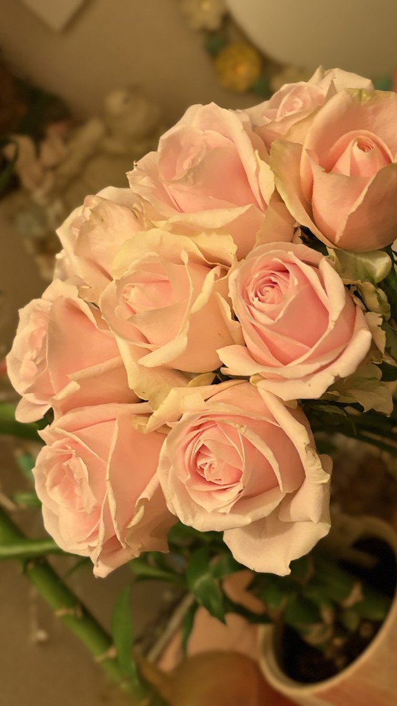 薔薇生花 サャンティ 生花】バラ スイートアヴァランチェ＋【薄ピンク/60cm/愛知県