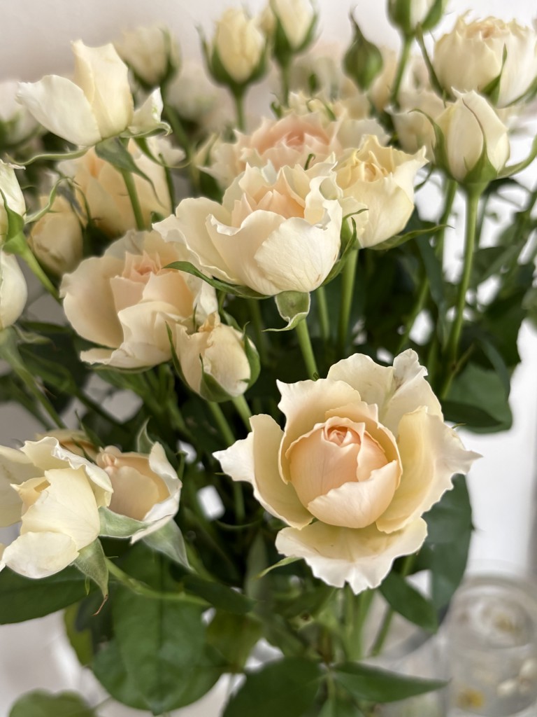 生花】スプレーバラ チアガールアプリコット【50cm/静岡県】｜Flower