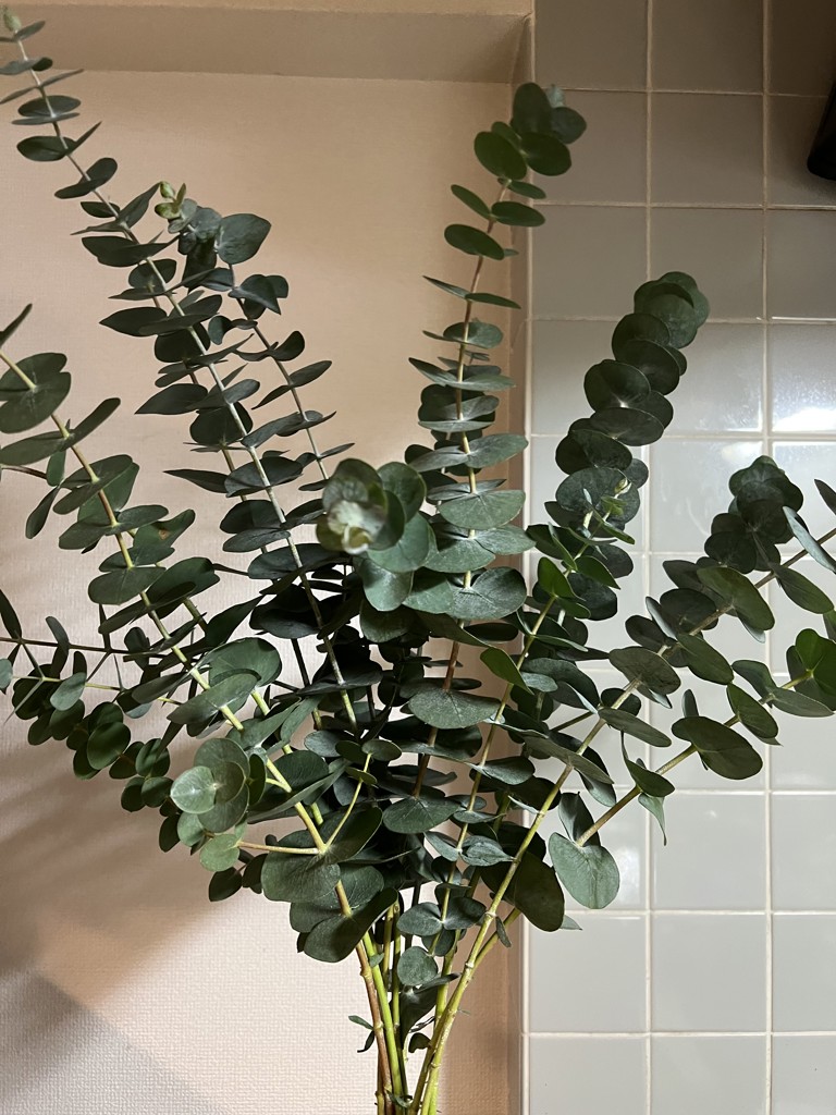 生花】ユーカリ 銀世界【緑/70cm/福岡県】｜Flower Smith Market