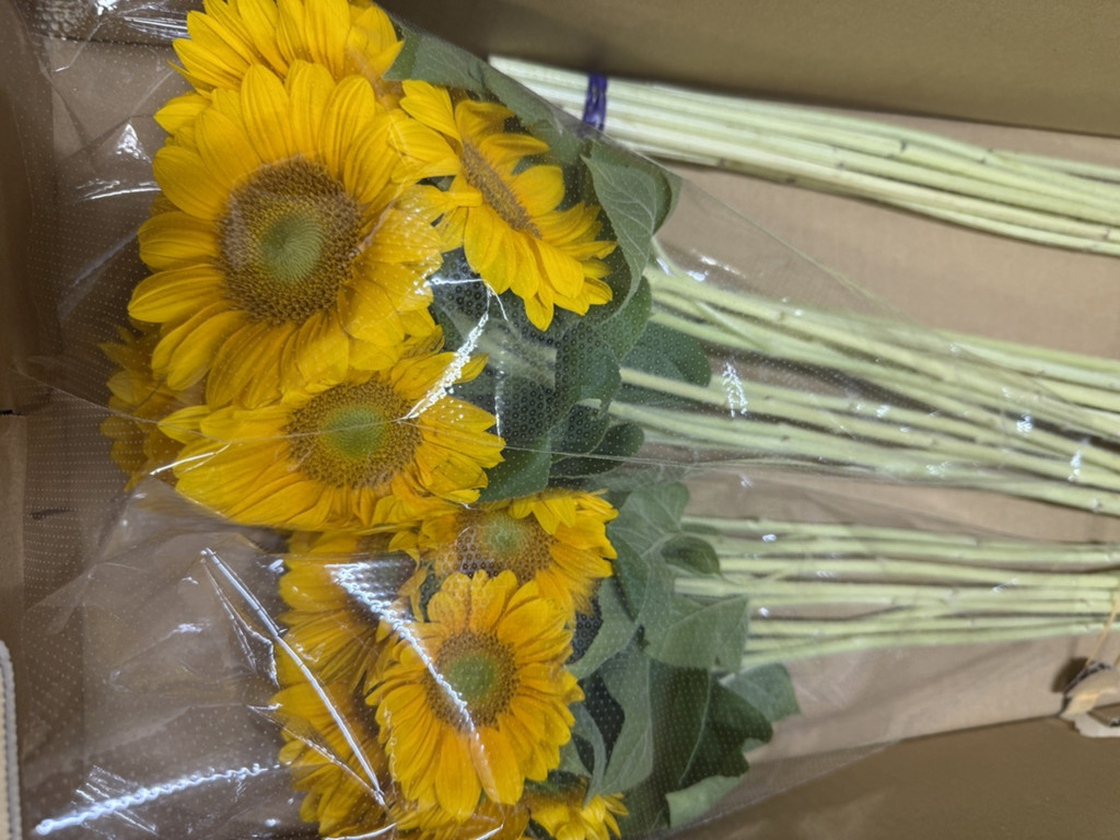 ひまわりページ Amazon | タキイ種苗(Takii Shubyo) 緑肥 緑肥ひまわり