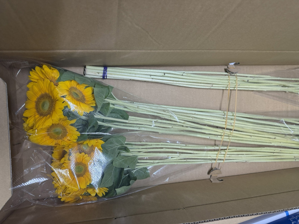 ヒマワリ 生花】ひまわり サンリッチフレッシュオレンジ【60cm/千葉県】｜Flower