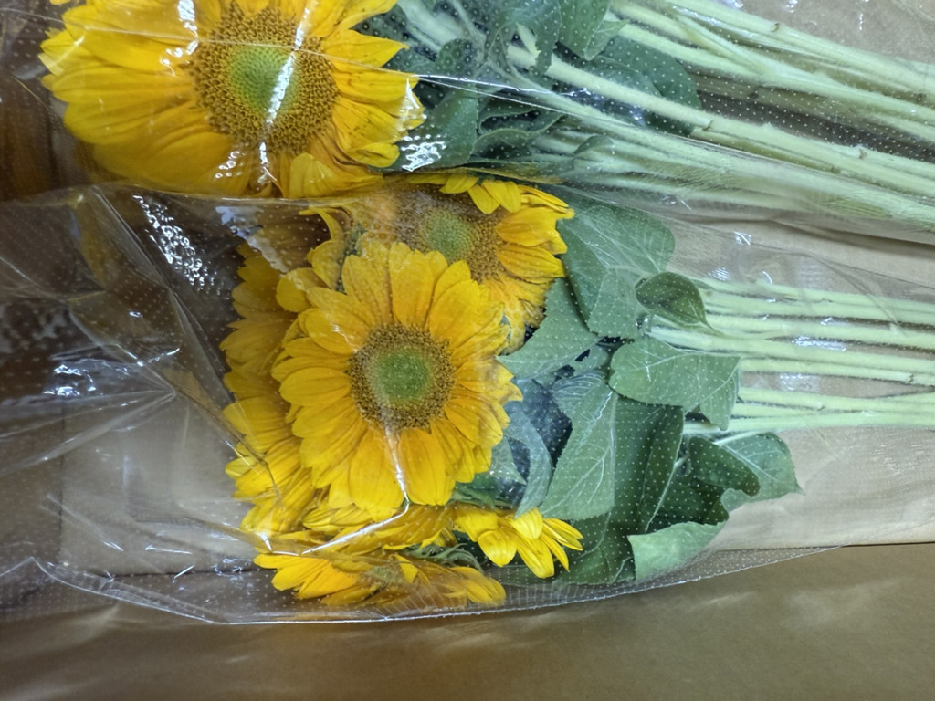 生花】ひまわり サンリッチフレッシュオレンジ【60cm/千葉県