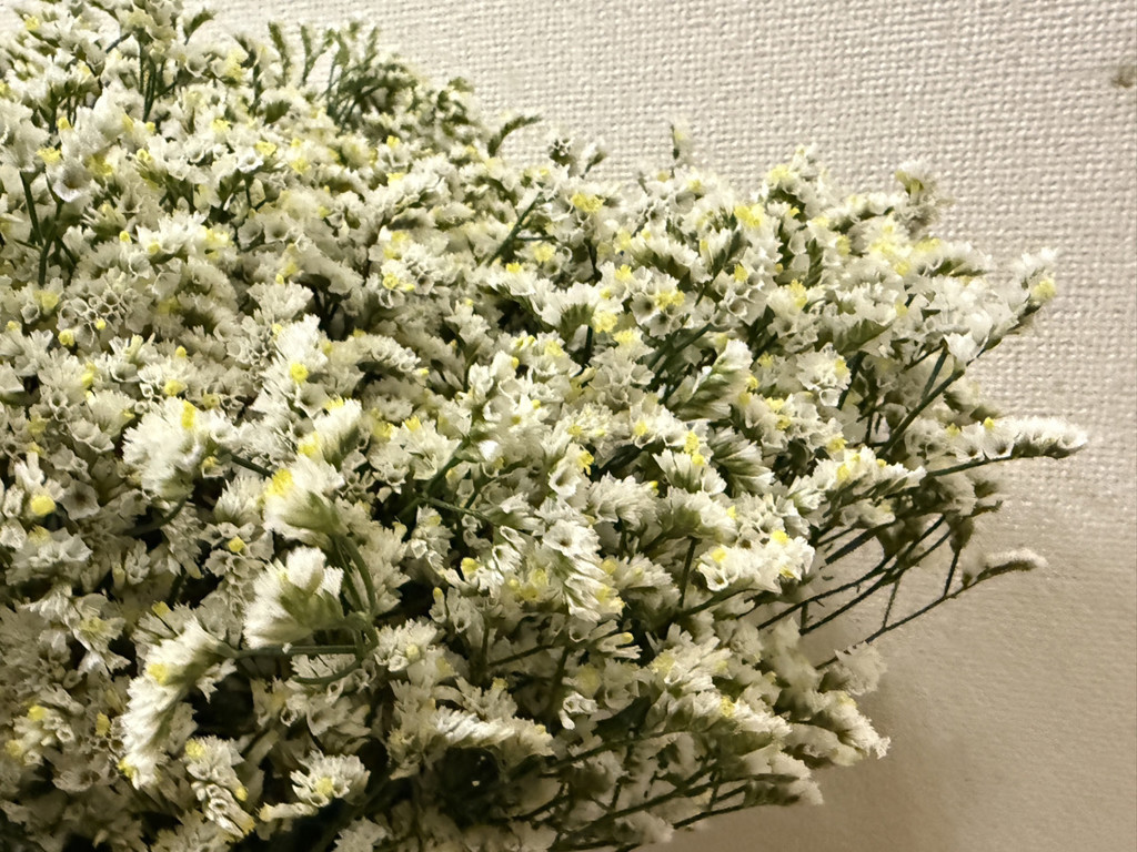 生花】スターチス(ハイブリッド) マルチーズ【白/50cm/北海道