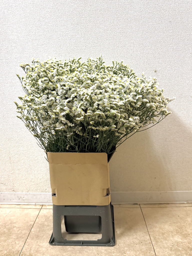 生花】スターチス(ハイブリッド) マルチーズ【白/50cm/北海道