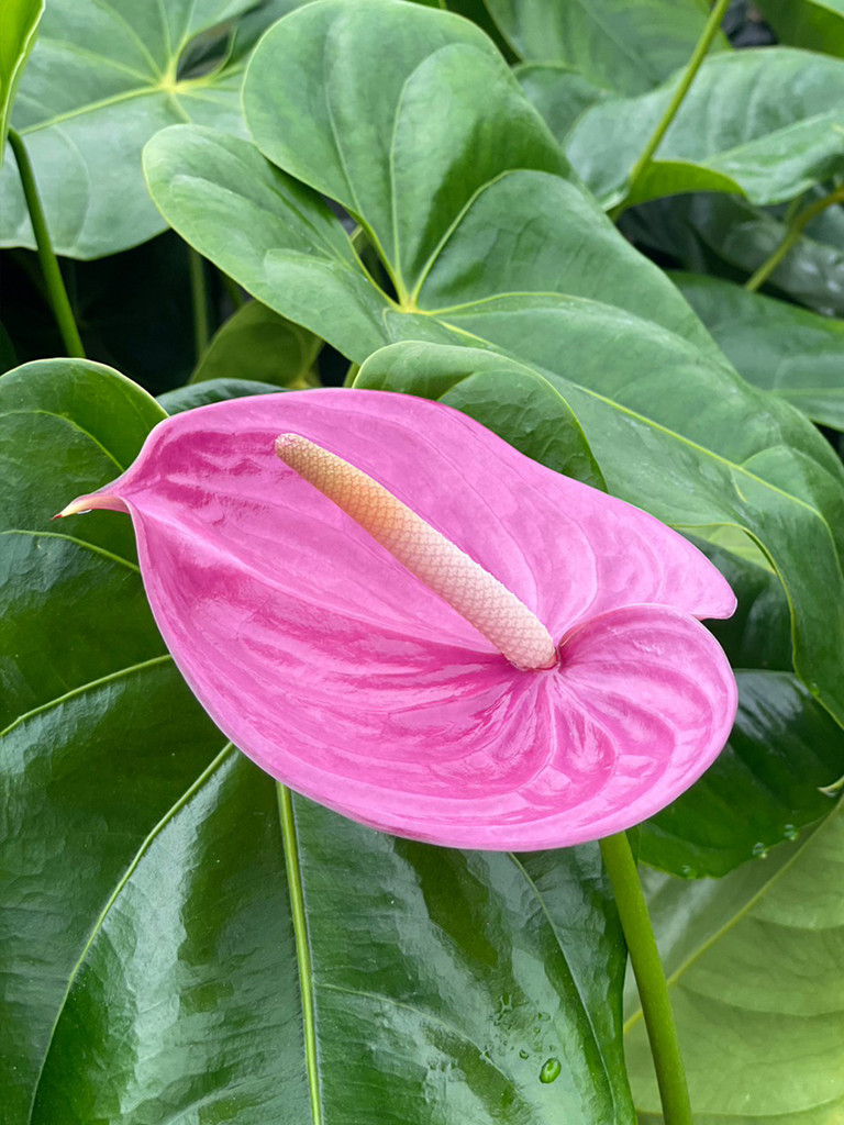 生花】アンスリウム ミラネロ【濃ピンク/40cm/福島県】｜Flower Smith