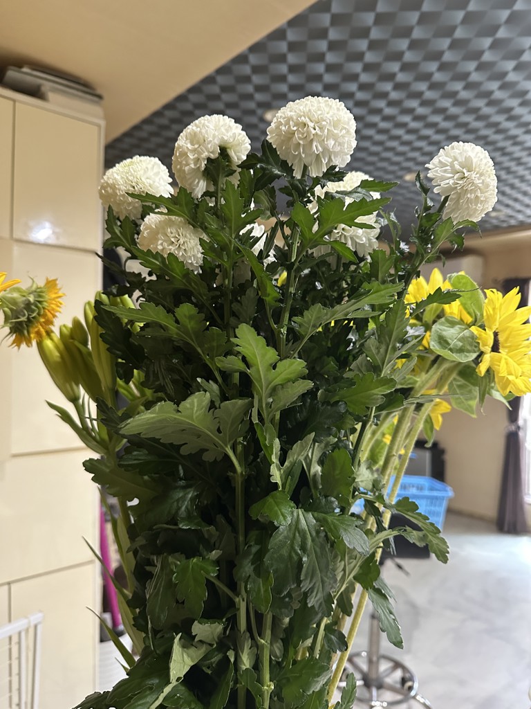 生花】菊(ピンポンマム)白 品種おまかせ【60cm/マレーシア】｜Flower