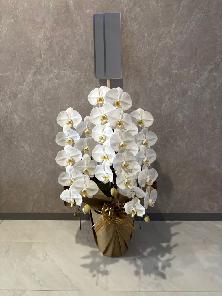 胡蝶蘭 大輪 白 3本立ち 33輪以上｜Flower Smith Gift（フラワースミス
