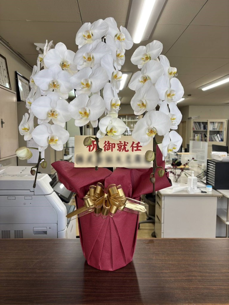 胡蝶蘭 大輪 白 3本立ち 33輪以上｜Flower Smith Gift（フラワースミス