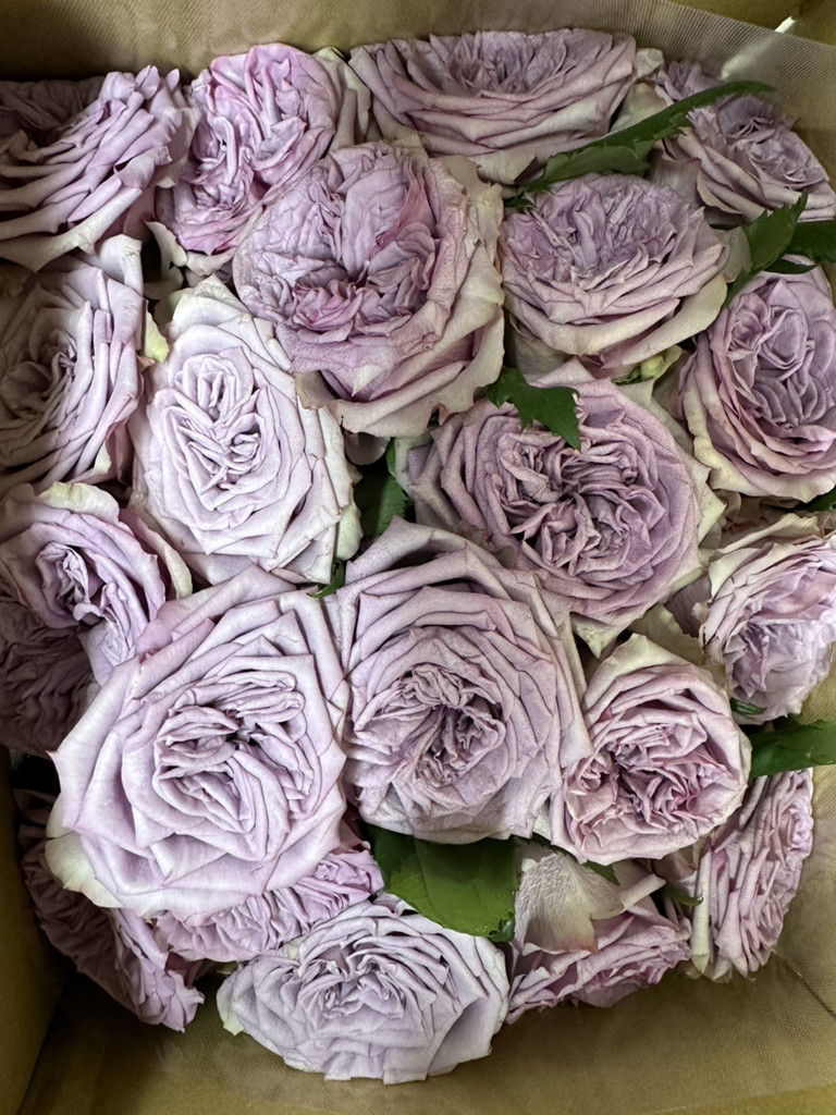 生花】バラ ドルチェット!【薄紫/40～50cm/愛知県】｜Flower Smith