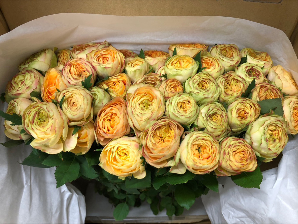 生花】バラ ヘリオスロマンティカ【オレンジ/50cm/山形県】｜Flower