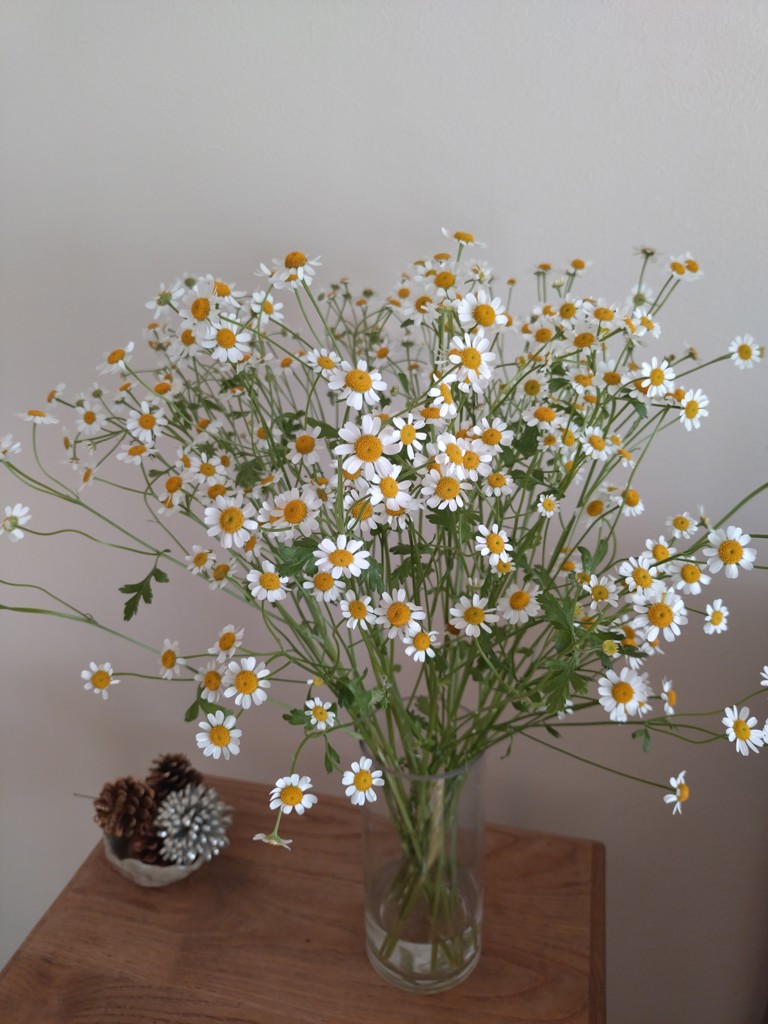 生花】マトリカリア シングルペグモ【白/50cm/千葉県】｜Flower Smith