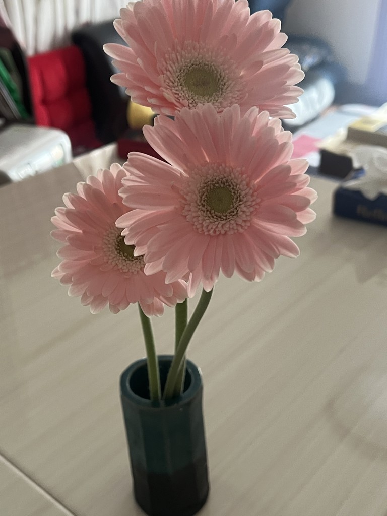 生花】ガーベラ(薄ピンク) 品種おまかせ【60cm/静岡県】｜Flower Smith