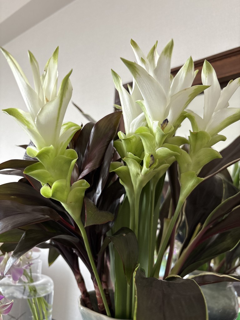 生花】クルクマ(白) 品種おまかせ【50cm/鹿児島県】｜Flower Smith