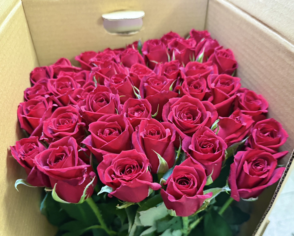 生花】バラ(赤) 品種おまかせ【60cm/愛知県】｜Flower Smith Market