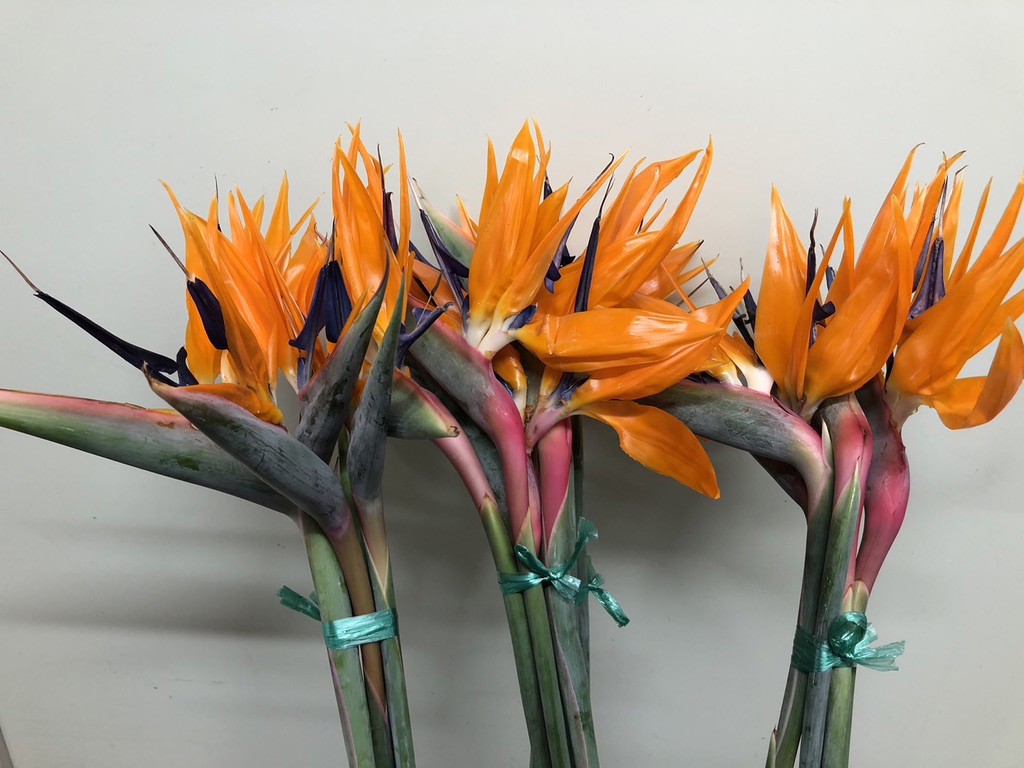 生花】ストレリチア レギネ【オレンジ紫/90cm/滋賀県】｜Flower Smith