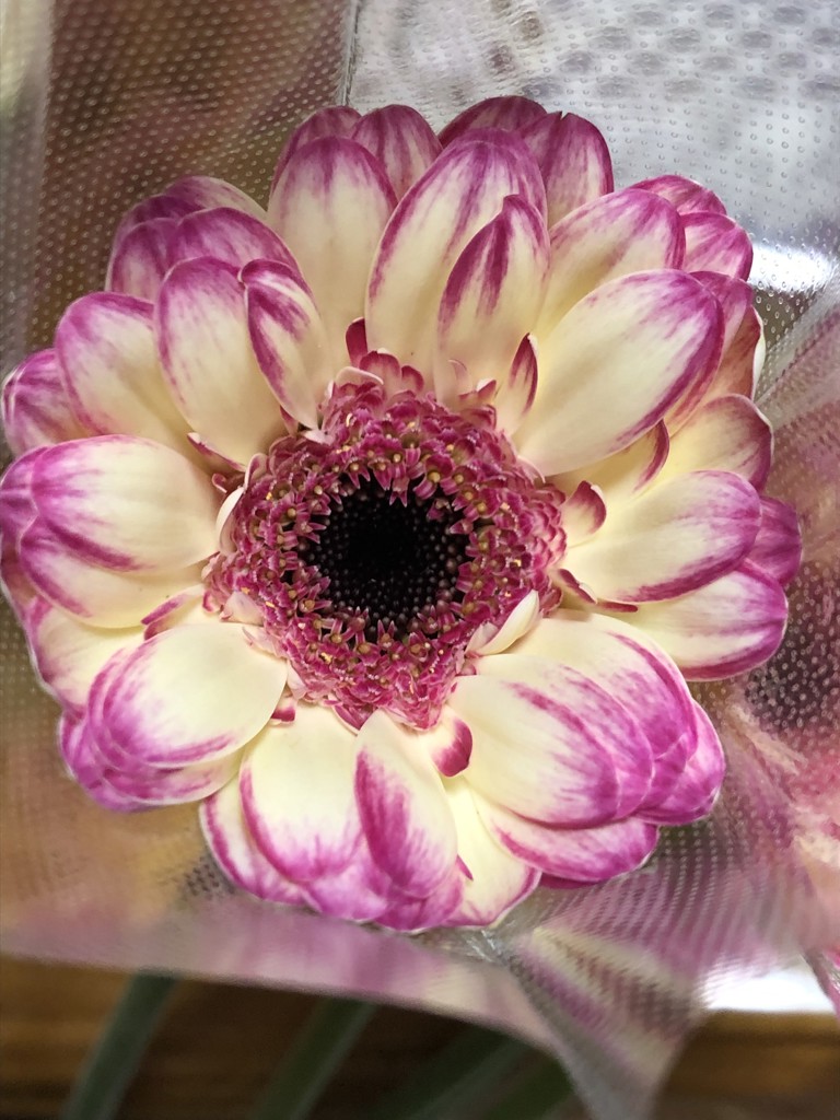 生花】ガーベラ クリオーザ【白緑ピンク/60cm/愛知県】｜Flower Smith