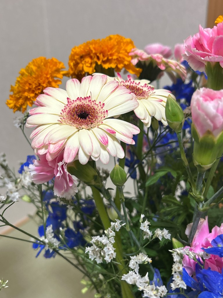 生花】ガーベラ クリオーザ【白緑ピンク/60cm/愛知県】｜Flower Smith