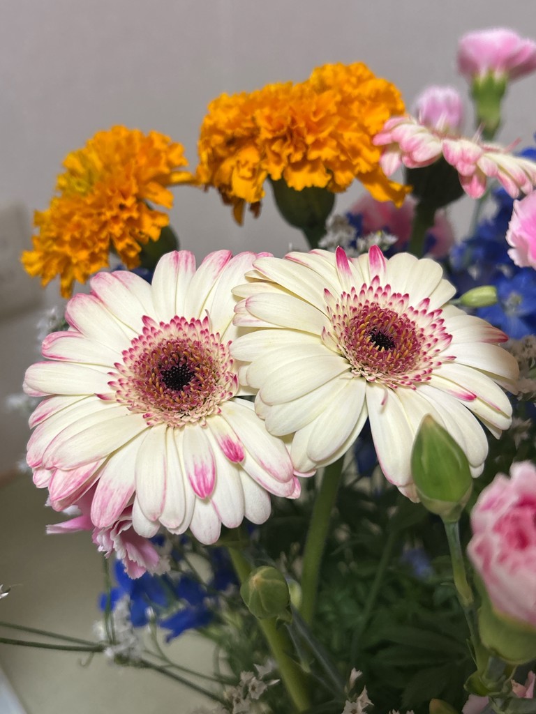 うみ◆ヘキサゴンフラワーカービング・カーネリアン×スキャポライト×あこや 生花】ガーベラ クリオーザ【白緑ピンク/60cm/愛知県】｜Flower Smith