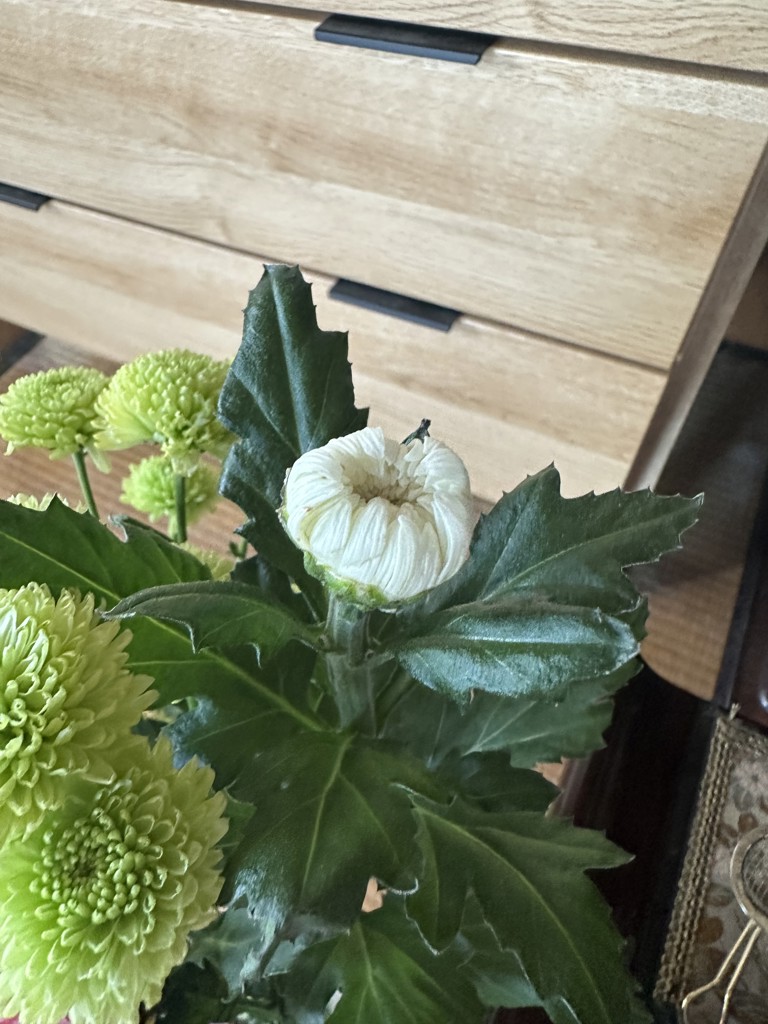 生花】菊(白) 品種おまかせ【80cm/秋田県】｜Flower Smith Market
