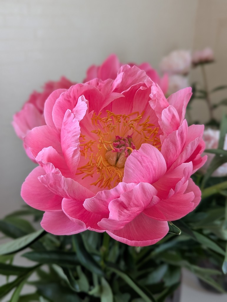 生花】スターチスの品種（種類）一覧｜Flower Smith Market