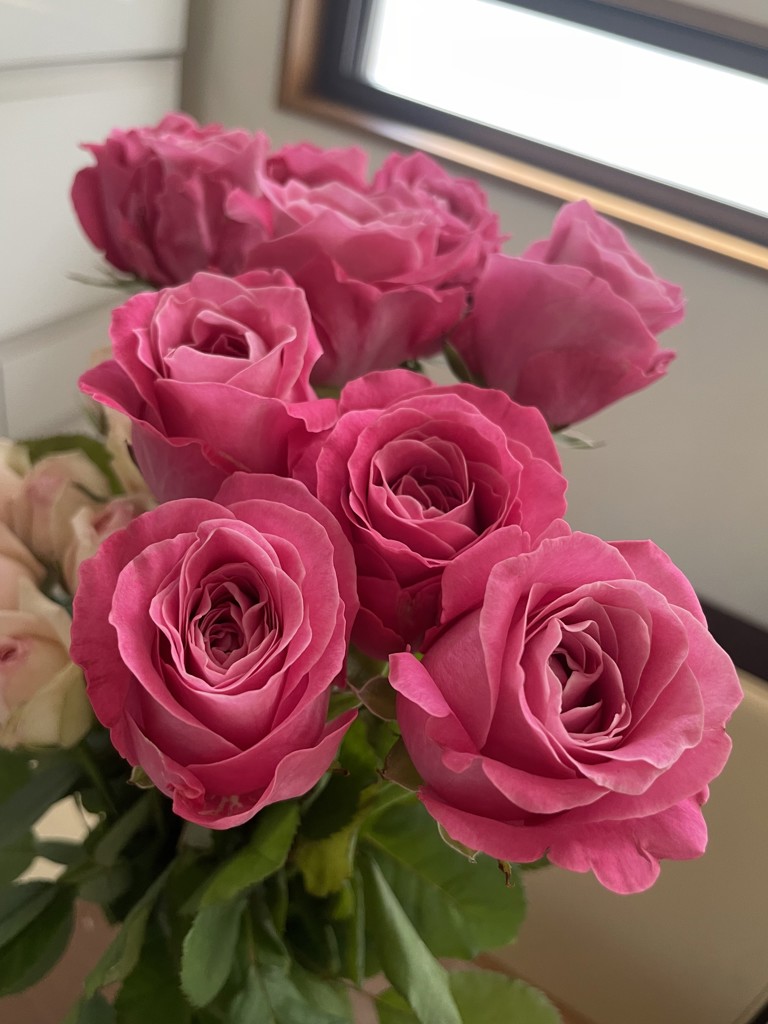 バラ バラ苗 新苗育成苗 18cmポット 花千鳥 : Apple Roses - 通販