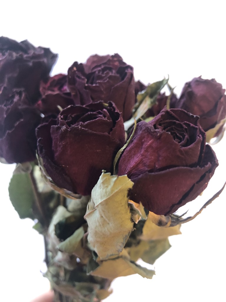 ドライ】バラ(赤) 品種おまかせ【50cm】｜Flower Smith Market