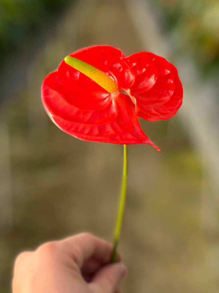 生花】アンスリウム(赤) 品種おまかせ【40cm/福島県】｜Flower Smith